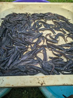Premium Quality Catfish Fingerlings