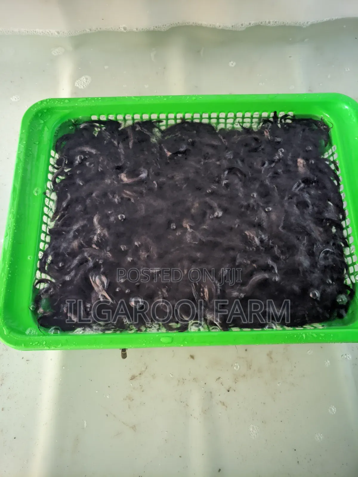 Premium Quality Catfish Fingerlings