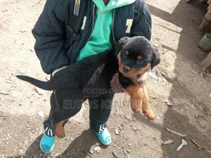 1-3 months Male Purebred Rottweiler