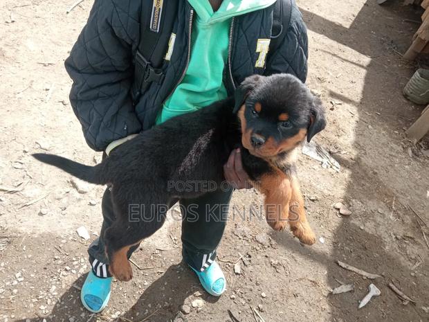 1-3 months Male Purebred Rottweiler