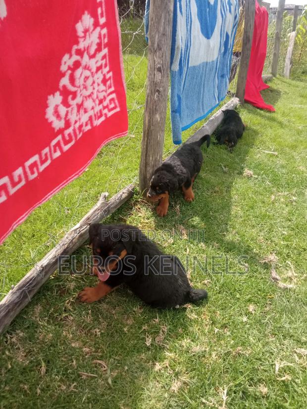 1-3 months Female Purebred Rottweiler