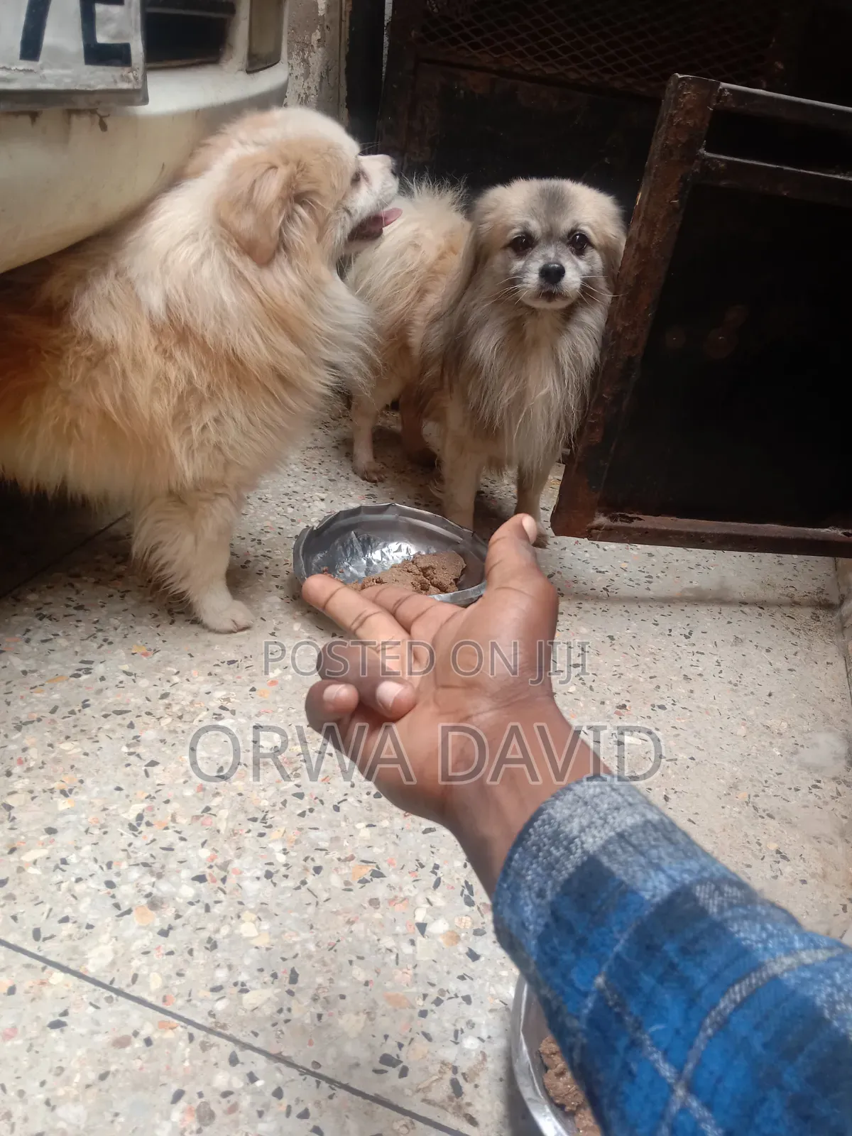 Veterinary Service