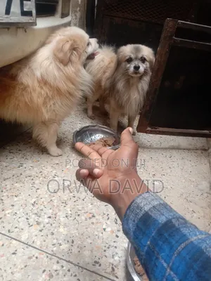 Veterinary Service