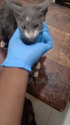 Grooming of Cats and Dogs