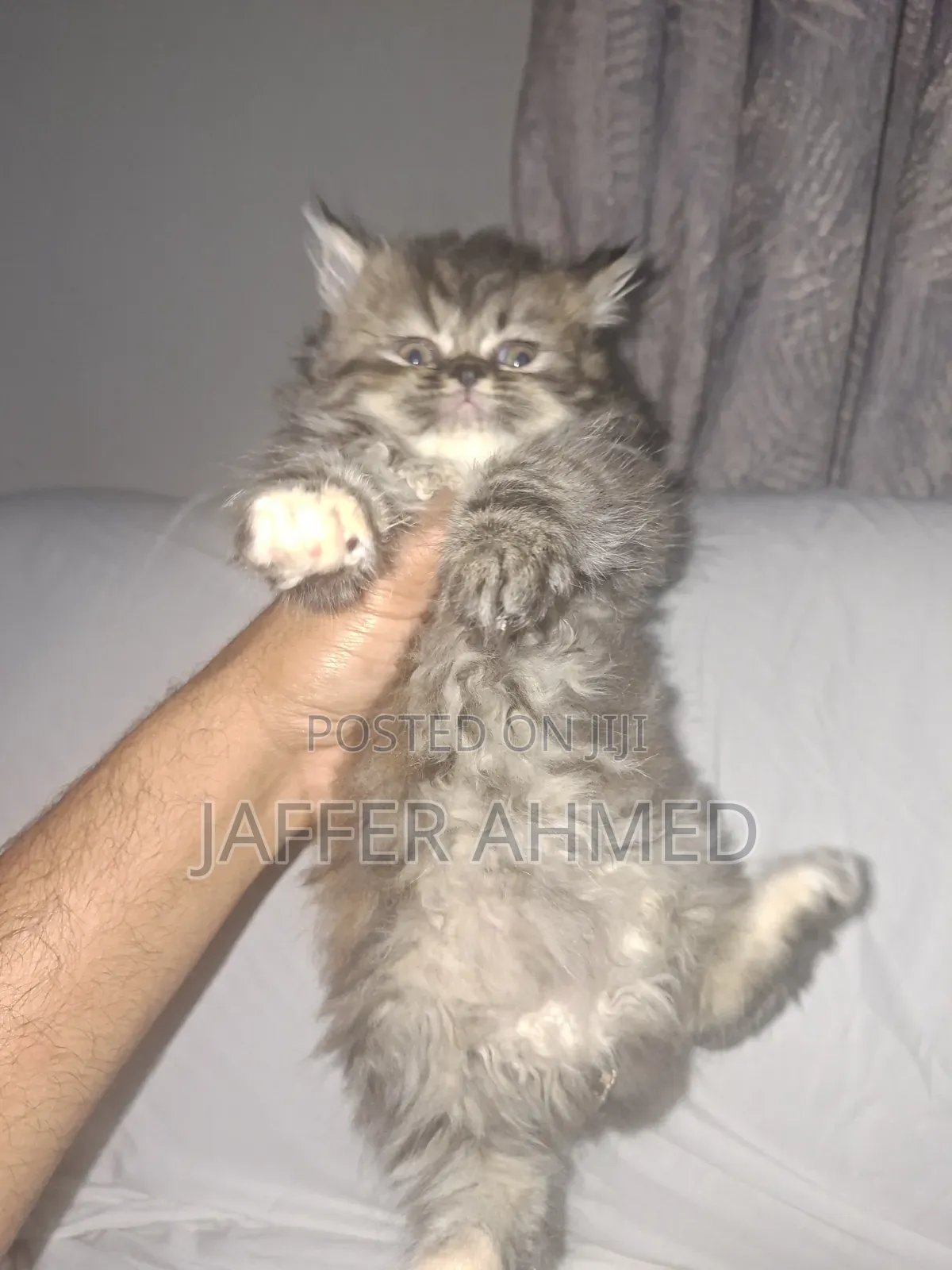 1-3 months Female Purebred Persian