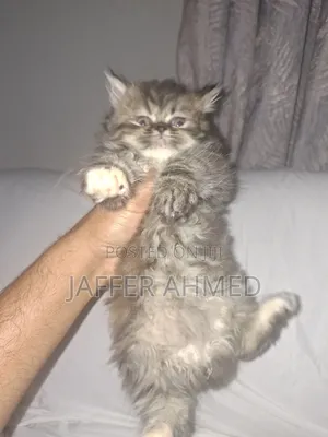 1-3 months Female Purebred Persian