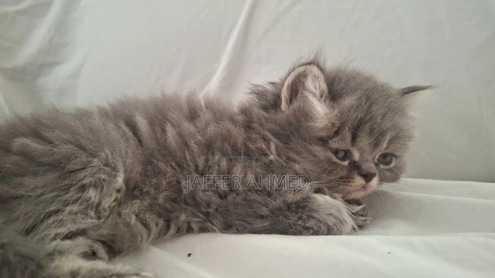 1-3 months Female Purebred Persian