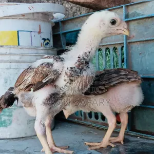 Kuchi Chicks