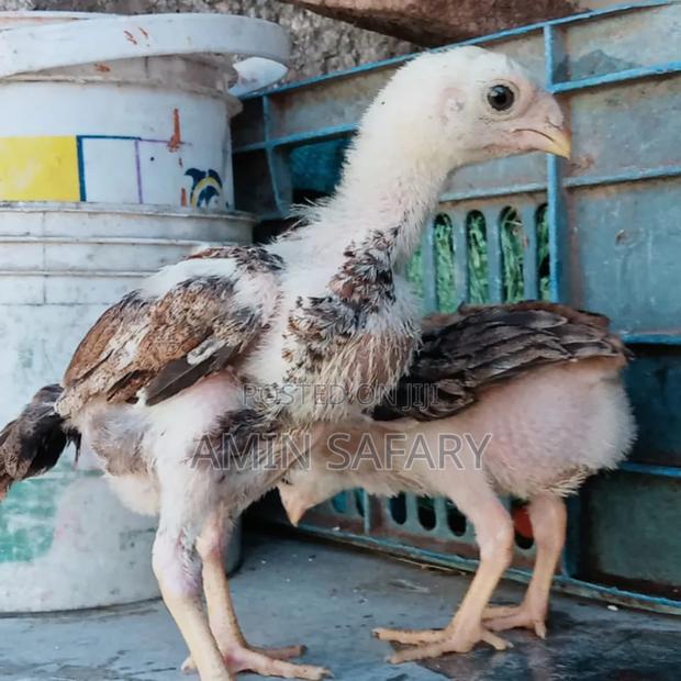 Kuchi Chicks