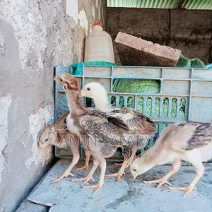 Kuchi Chicks