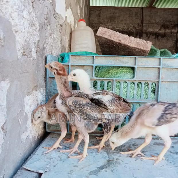 Kuchi Chicks - thumbnail 2