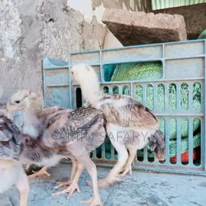 Kuchi Chicks