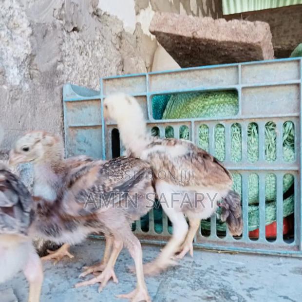 Kuchi Chicks - thumbnail 3