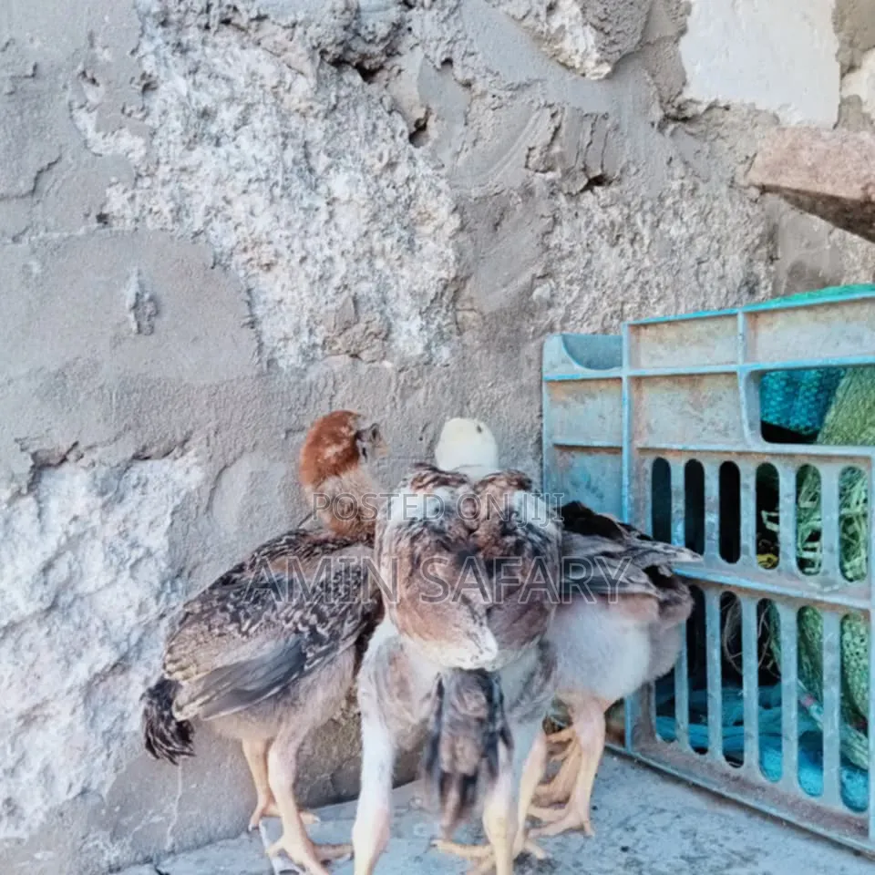 Kuchi Chicks
