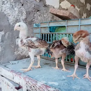 Kuchi Chicks
