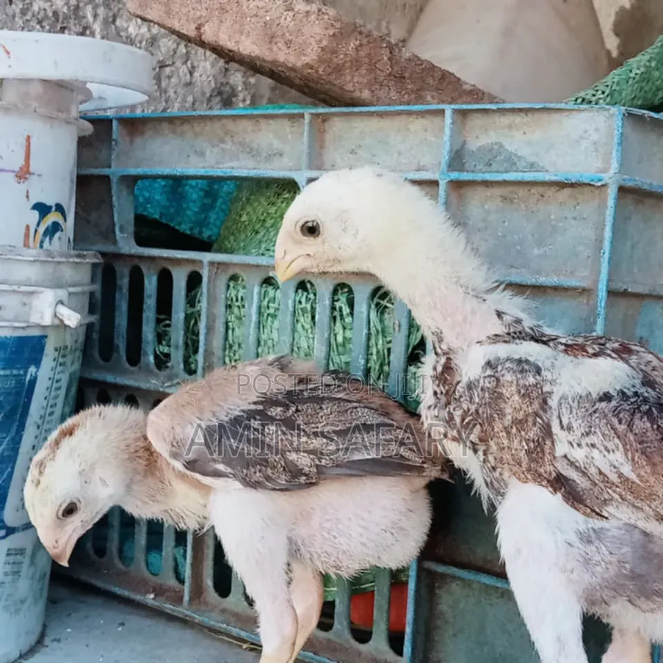 Kuchi Chicks