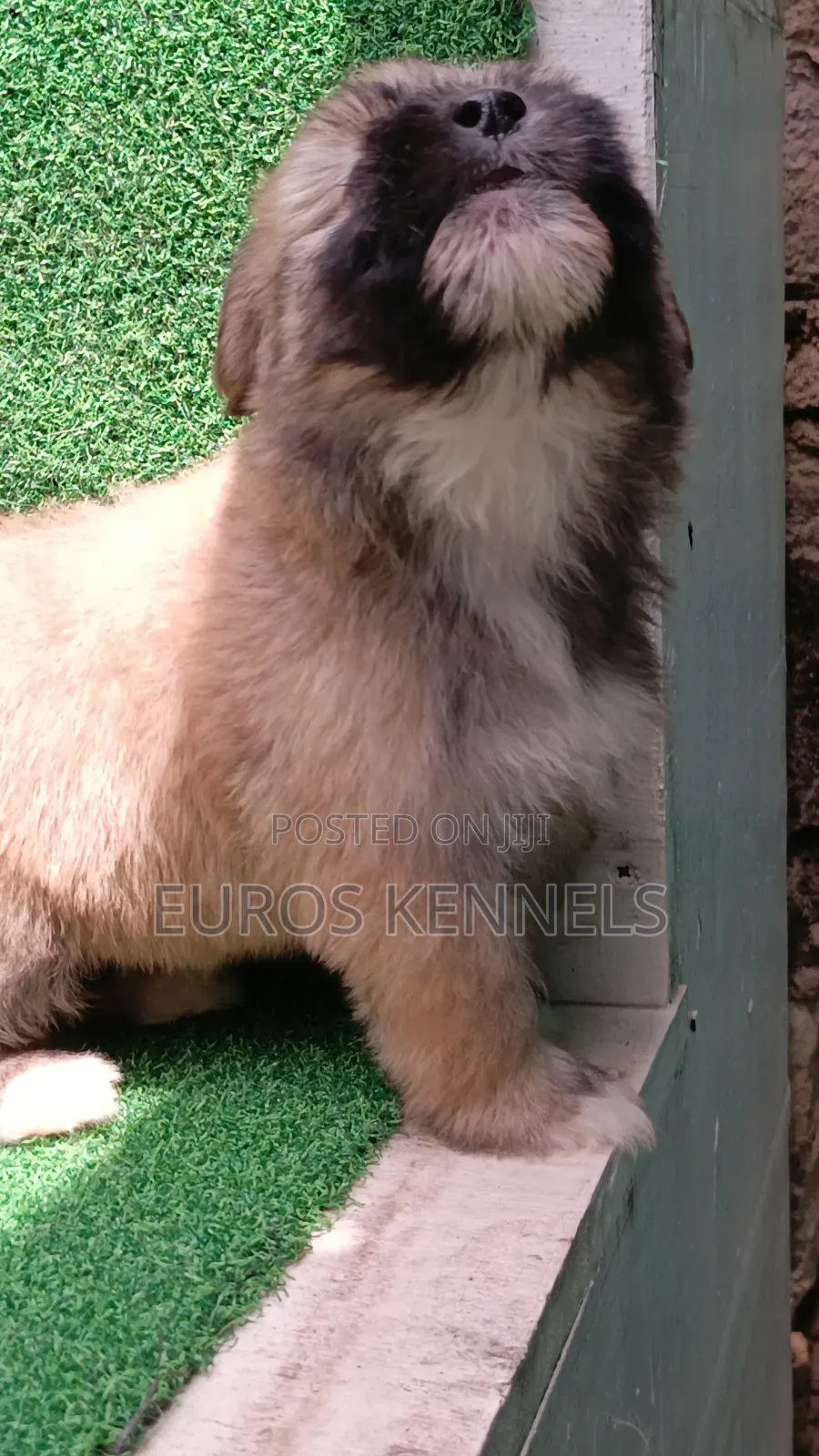 1-3 months Female Purebred Havanese
