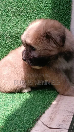 1-3 months Female Purebred Havanese
