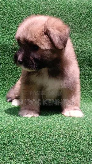 1-3 months Female Purebred Havanese
