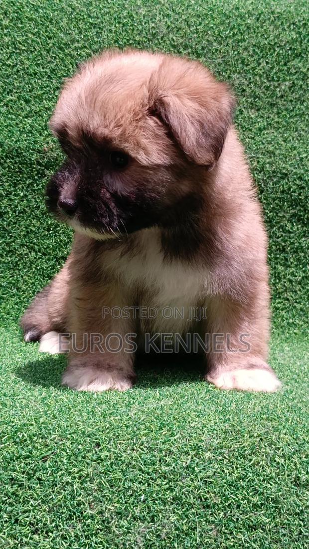 1-3 months Female Purebred Havanese - thumbnail 3