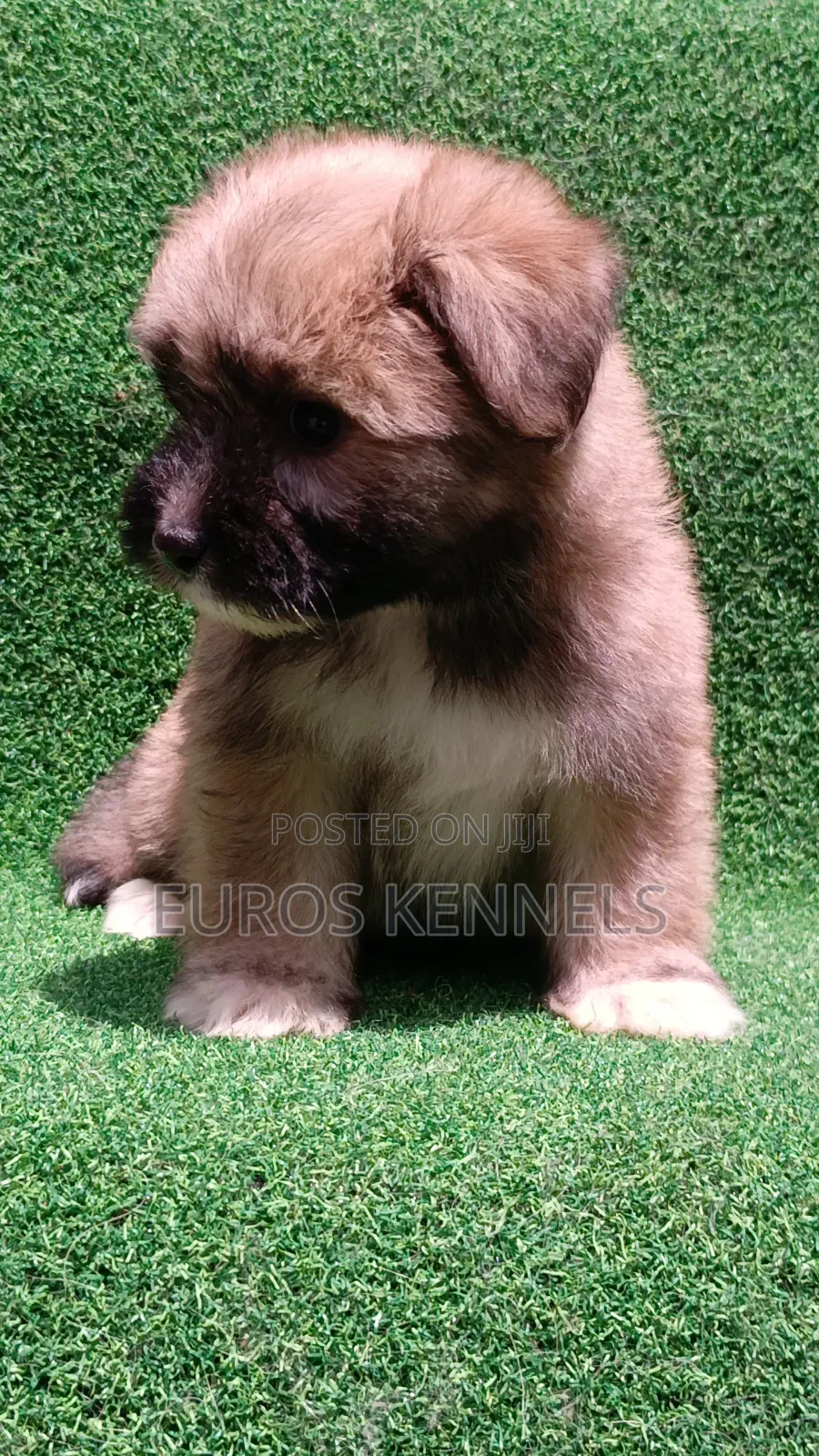 1-3 months Female Purebred Havanese