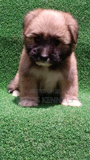 1-3 months Female Purebred Havanese