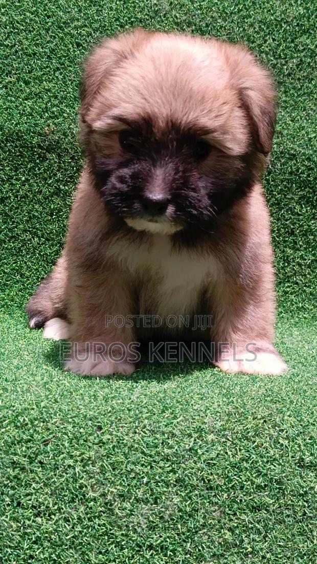 1-3 months Female Purebred Havanese - thumbnail 4