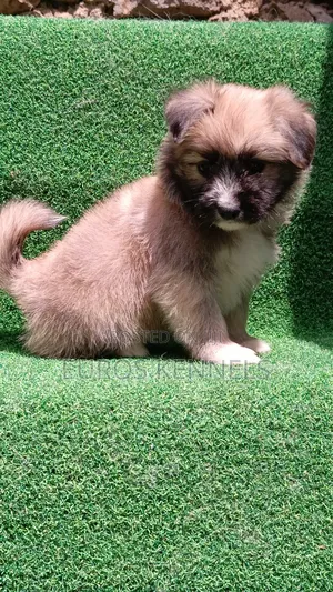 1-3 months Female Purebred Havanese