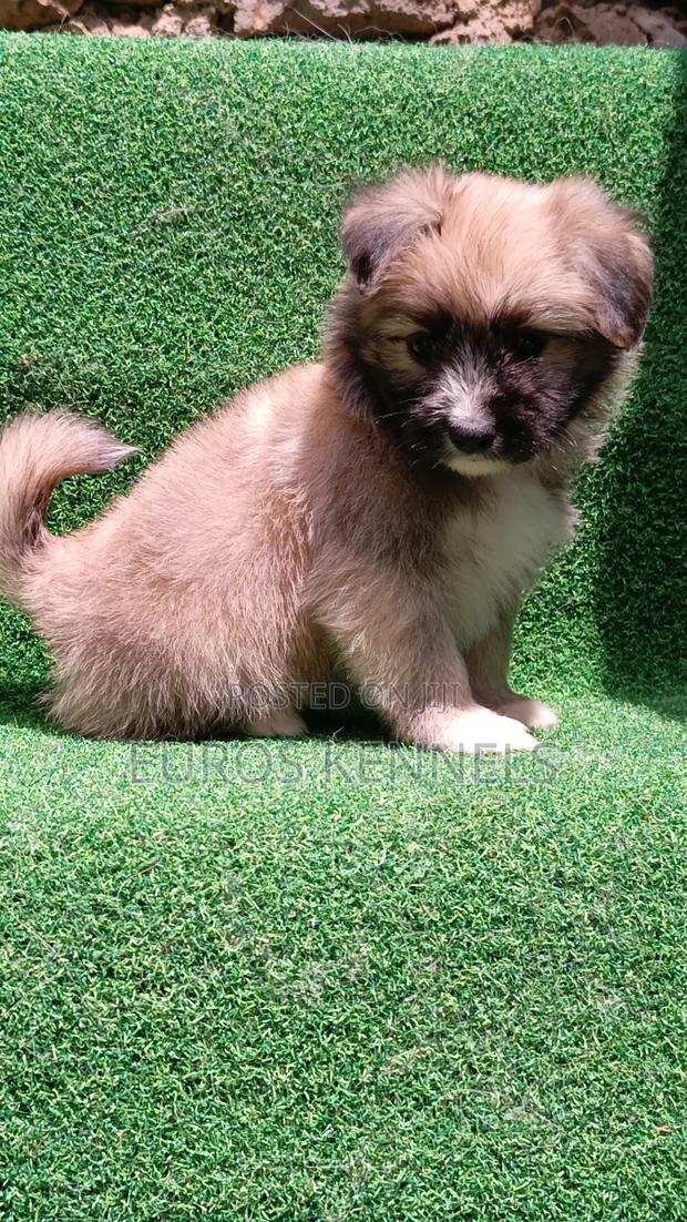 1-3 months Female Purebred Havanese - thumbnail 5
