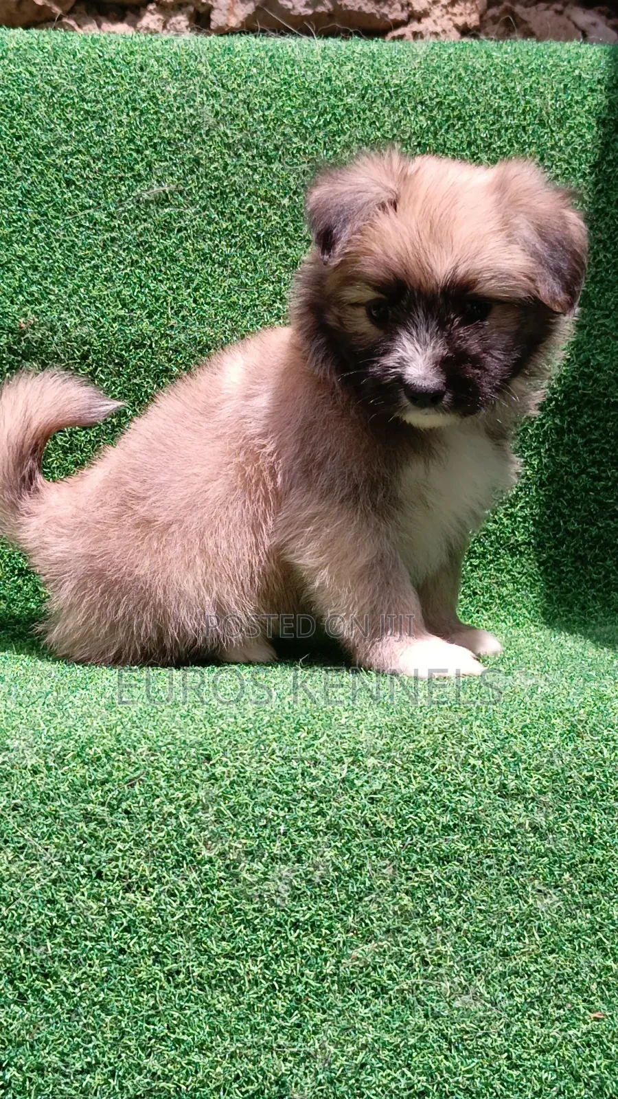 1-3 months Female Purebred Havanese