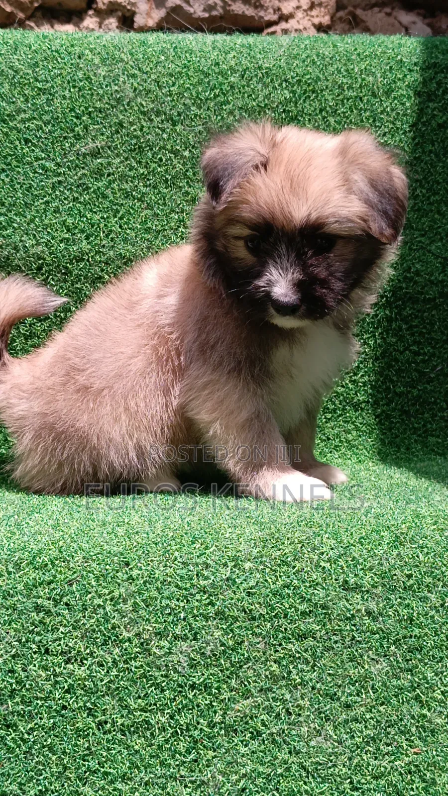 1-3 months Female Purebred Havanese