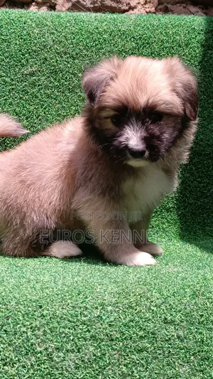 1-3 months Male Purebred Havanese