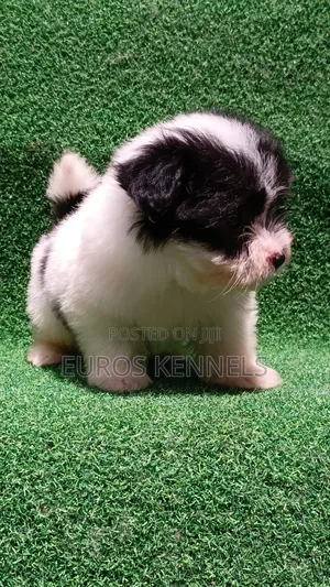 1-3 months Male Purebred Havanese