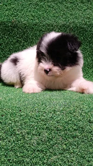 1-3 months Male Purebred Havanese