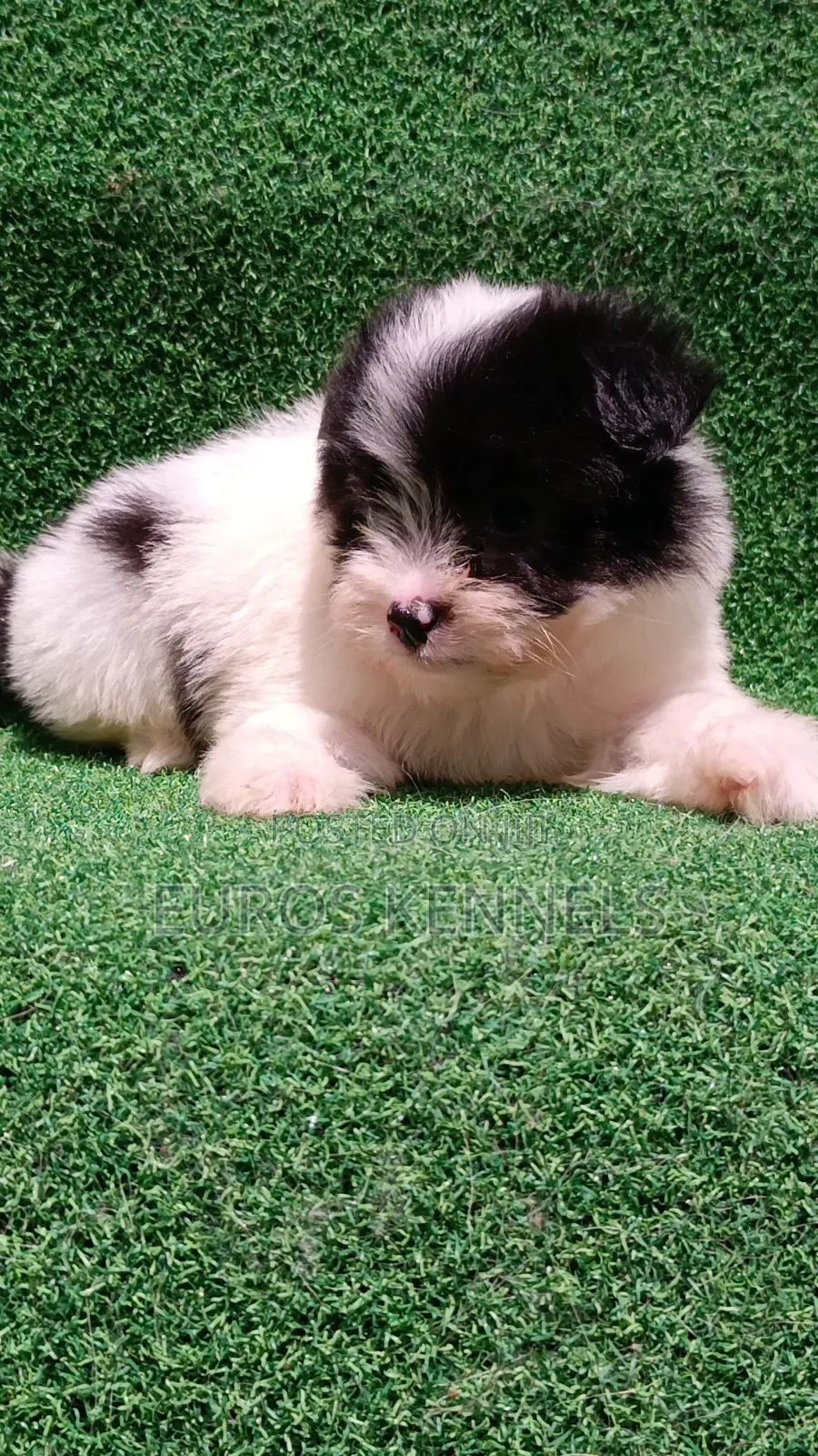 1-3 months Male Purebred Havanese