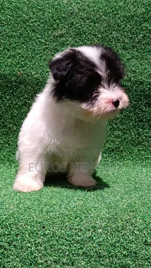 1-3 months Male Purebred Havanese