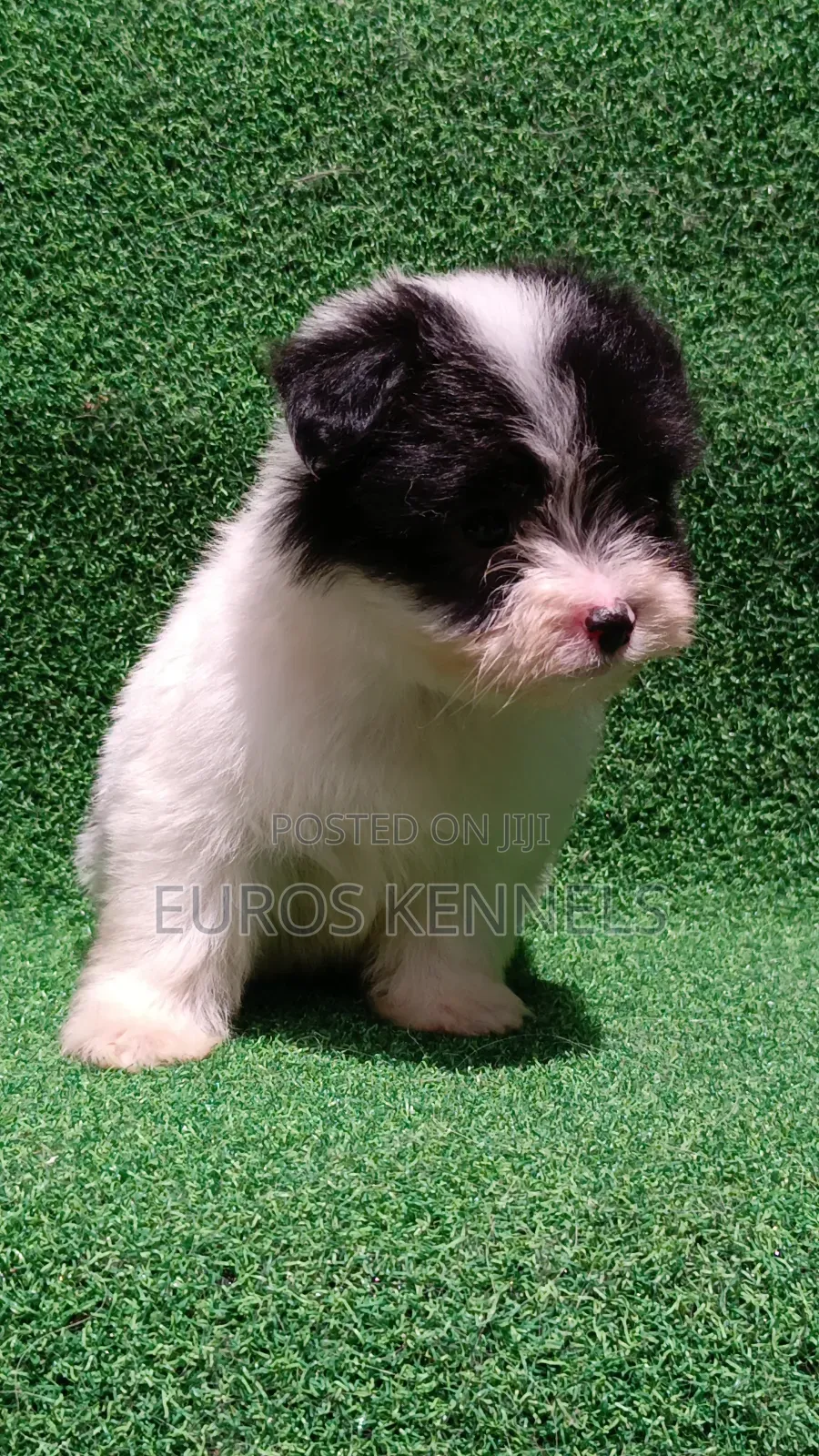 1-3 months Male Purebred Havanese