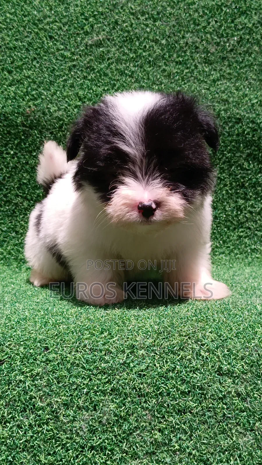 1-3 months Male Purebred Havanese