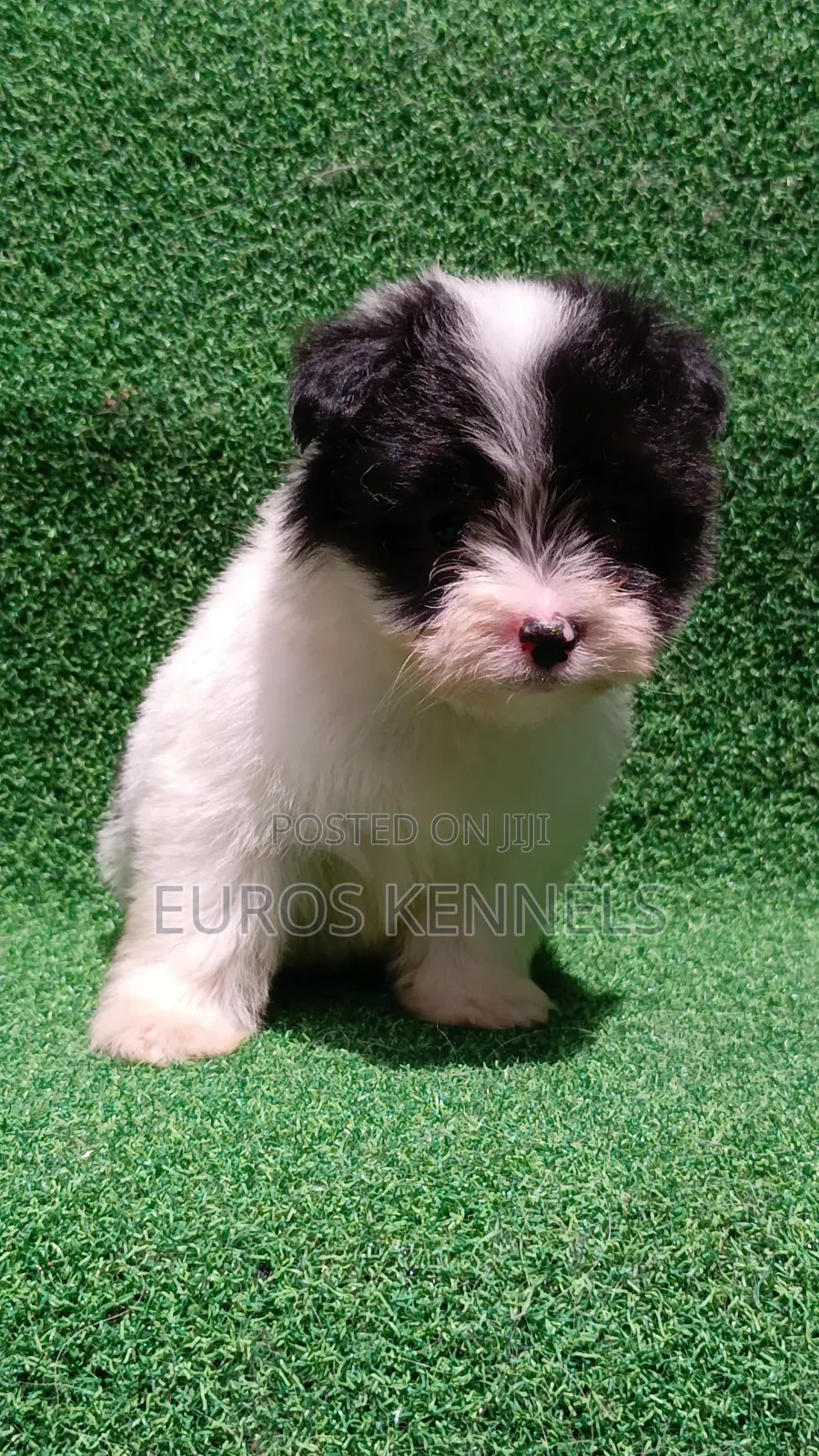 1-3 months Male Purebred Havanese