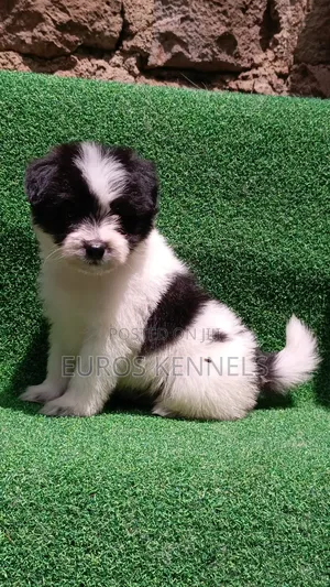 1-3 months Male Purebred Havanese