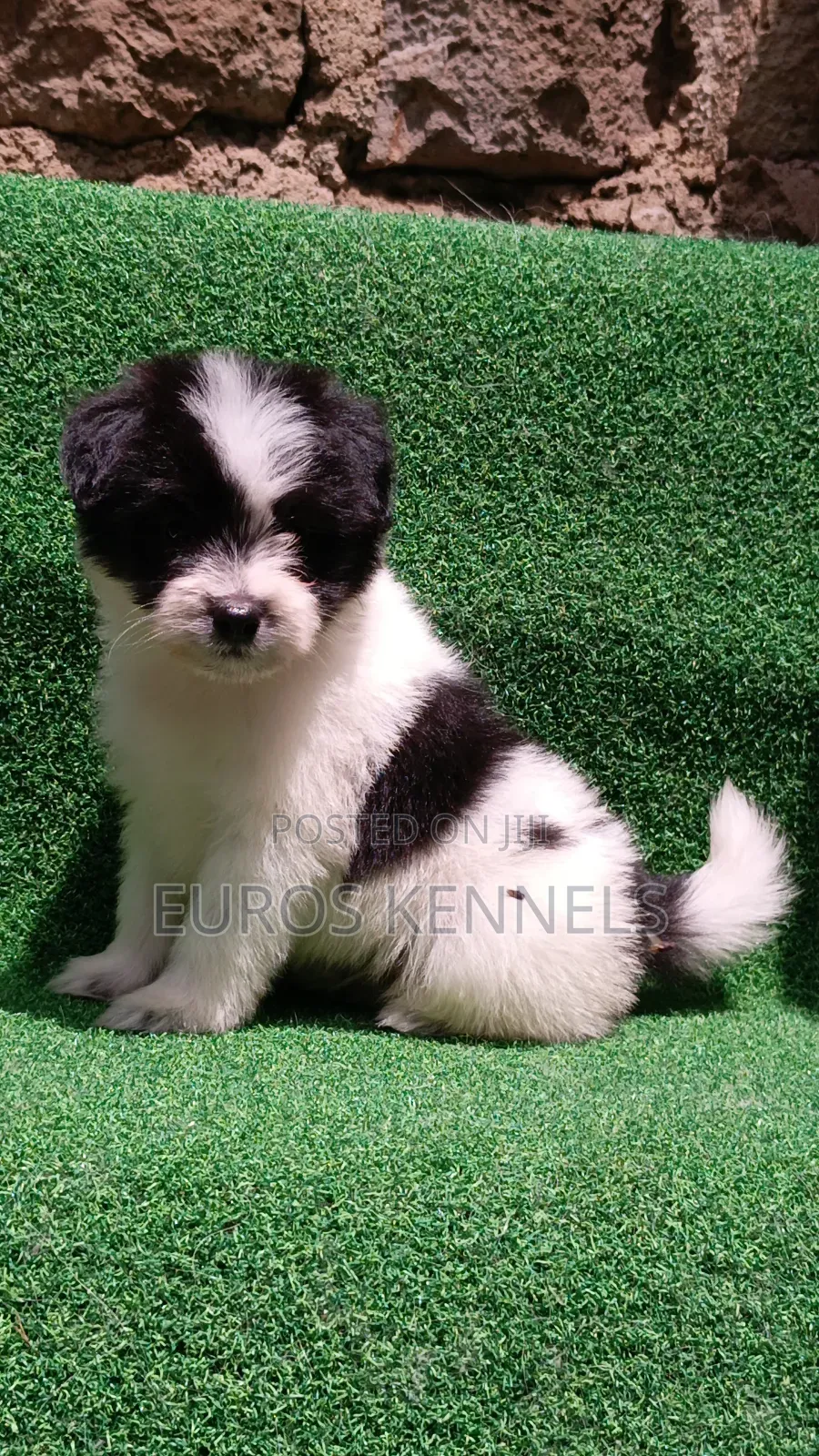 1-3 months Male Purebred Havanese