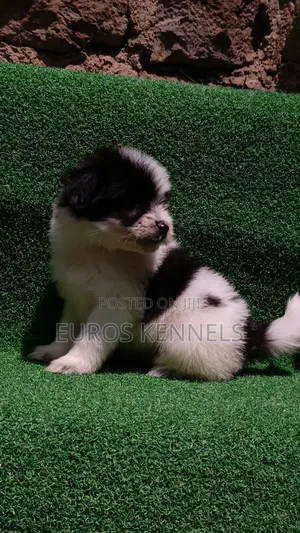 1-3 months Male Purebred Havanese