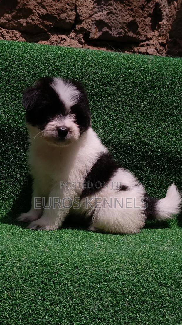 1-3 months Male Purebred Havanese - thumbnail 3