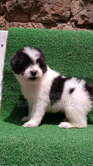 1-3 months Male Purebred Havanese