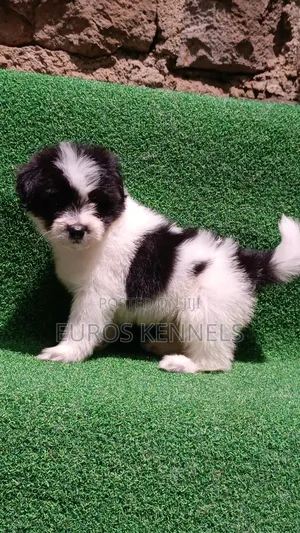 1-3 months Male Purebred Havanese