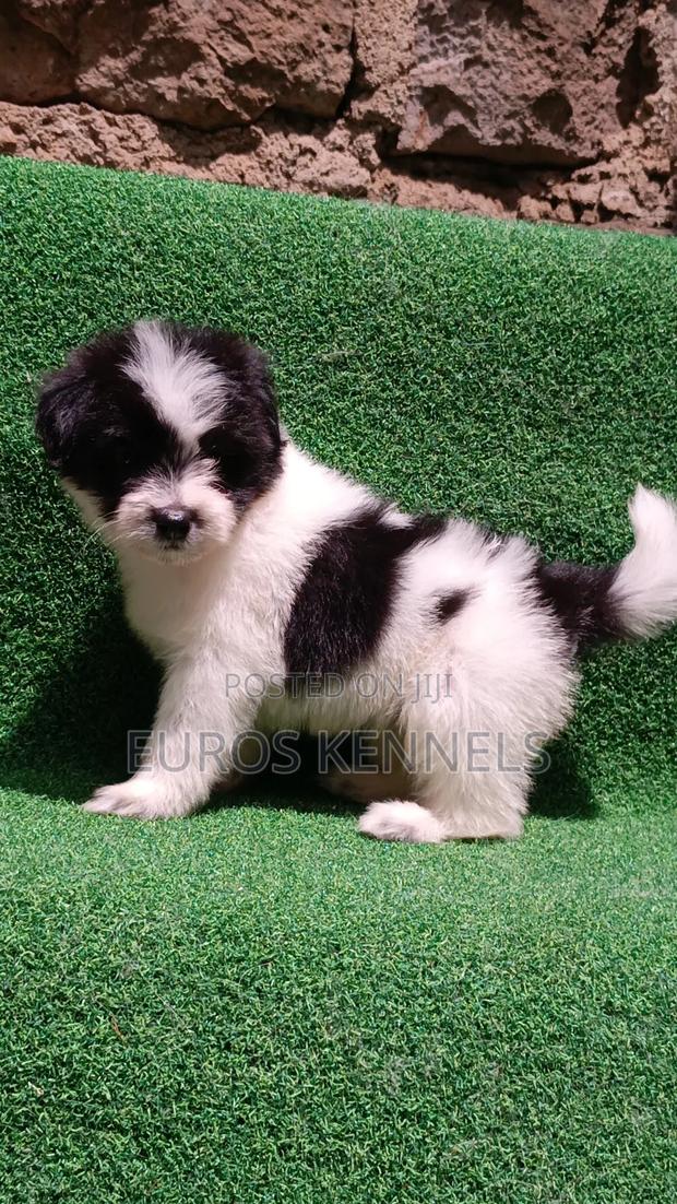 1-3 months Male Purebred Havanese - thumbnail 5