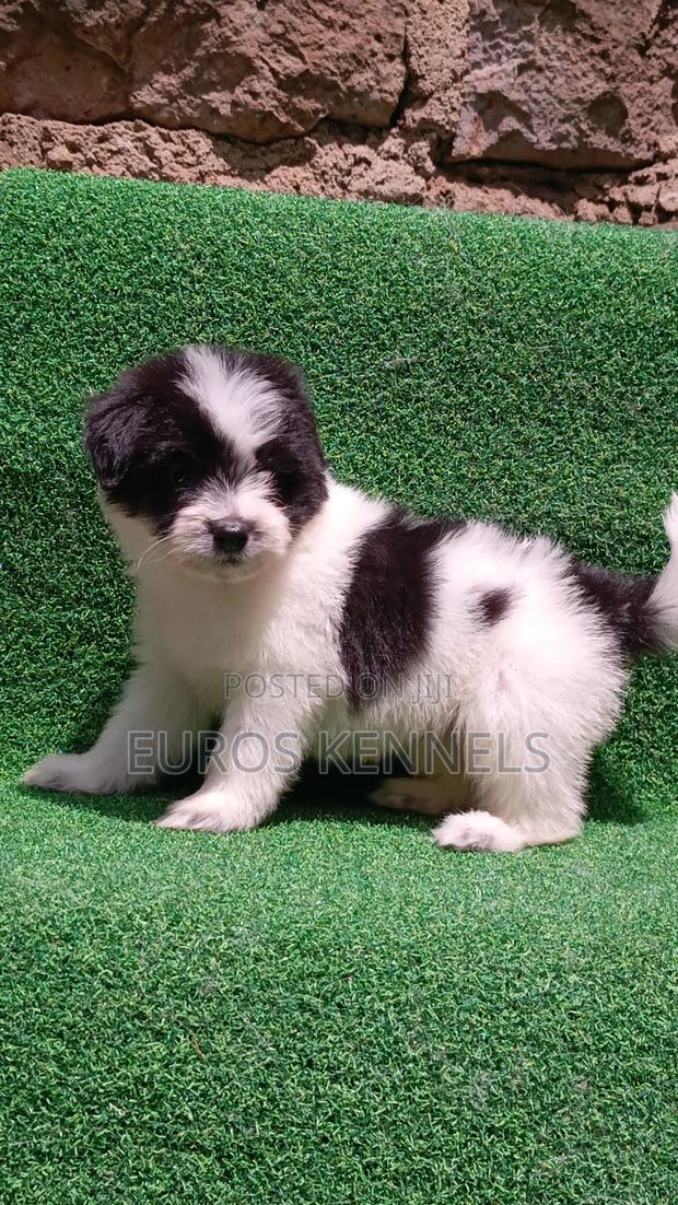 1-3 months Male Purebred Havanese - thumbnail 6