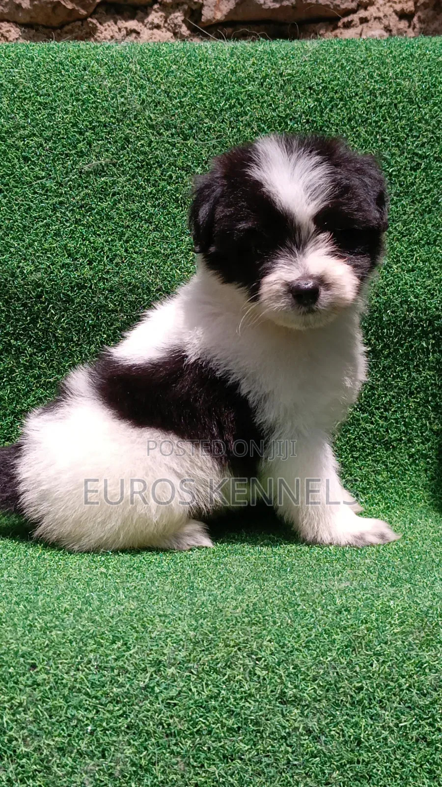 1-3 months Male Purebred Havanese