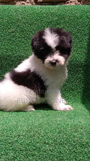 1-3 months Male Purebred Havanese