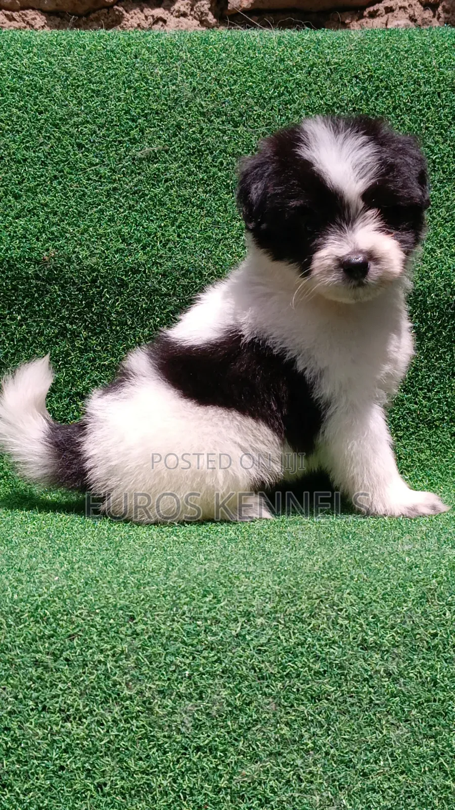 1-3 months Male Purebred Havanese